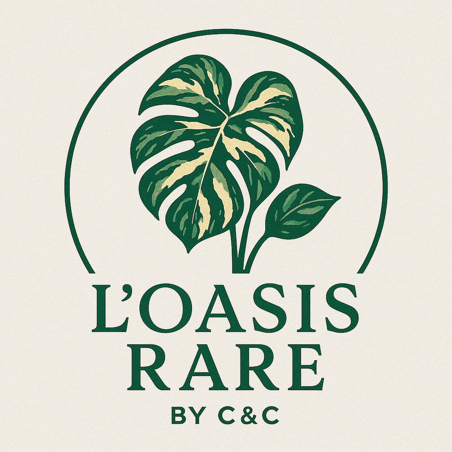 Monstera Obliqua Peru